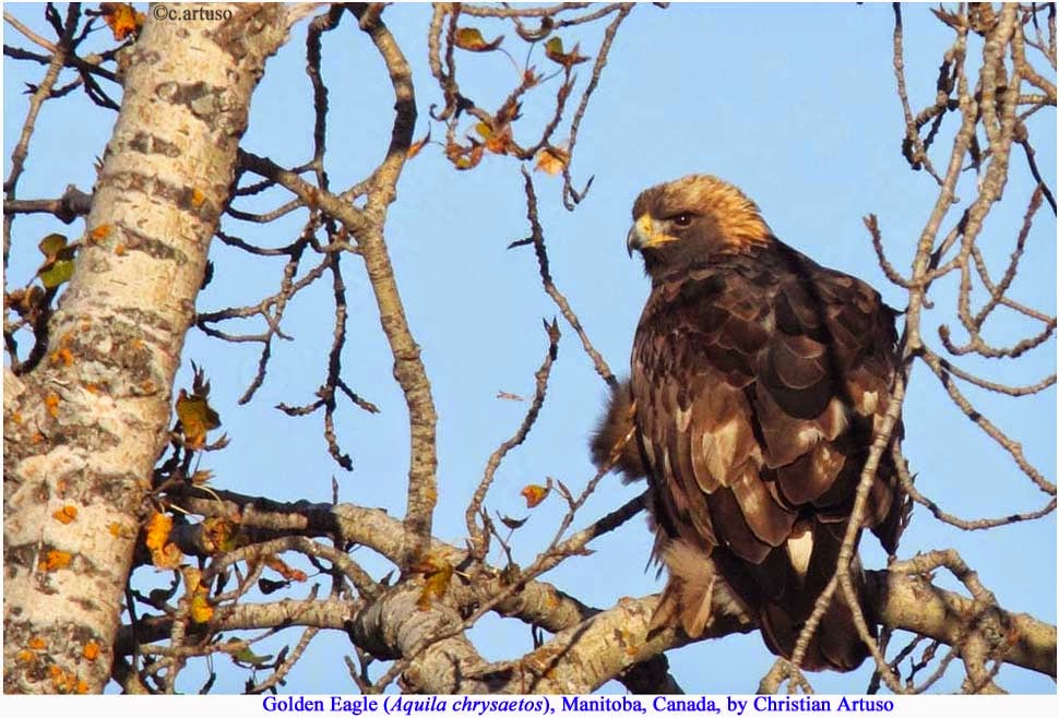 Christian Artuso Birds, Wildlife Identyfying the Golden Eagle in Manitoba