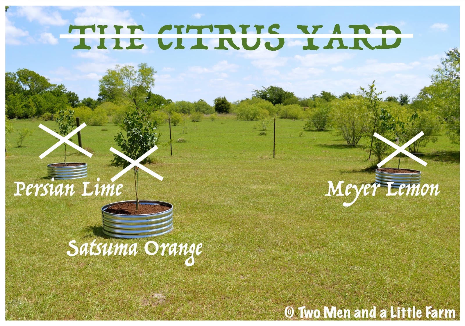 Two Men and a Little Farm: CITRUS TREE RELOCATION