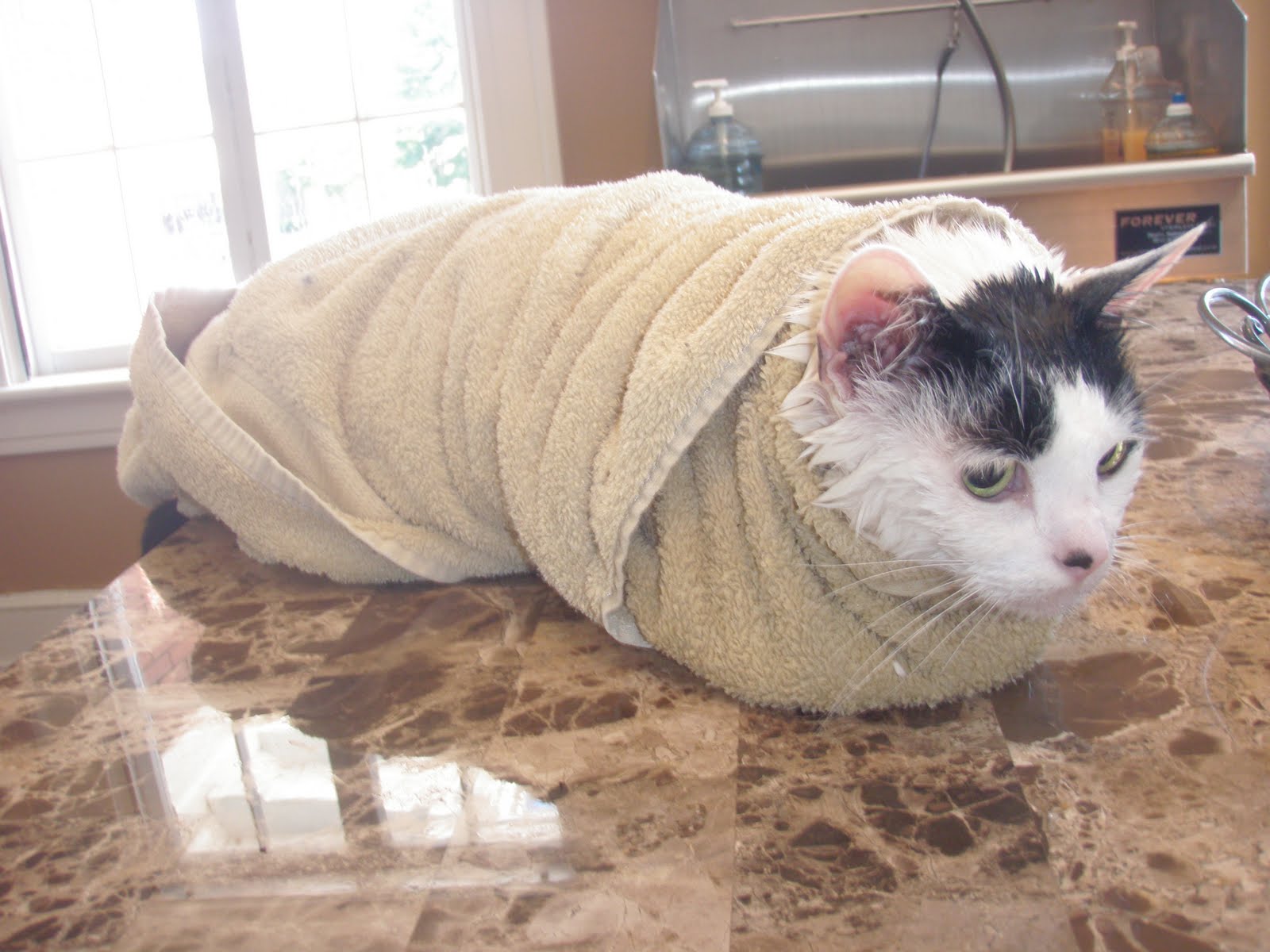Шаурма из котят