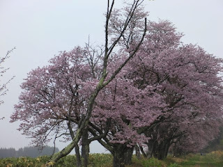 二見（ふたみ）ヶ丘にある網走刑務所敷地内の桜並木