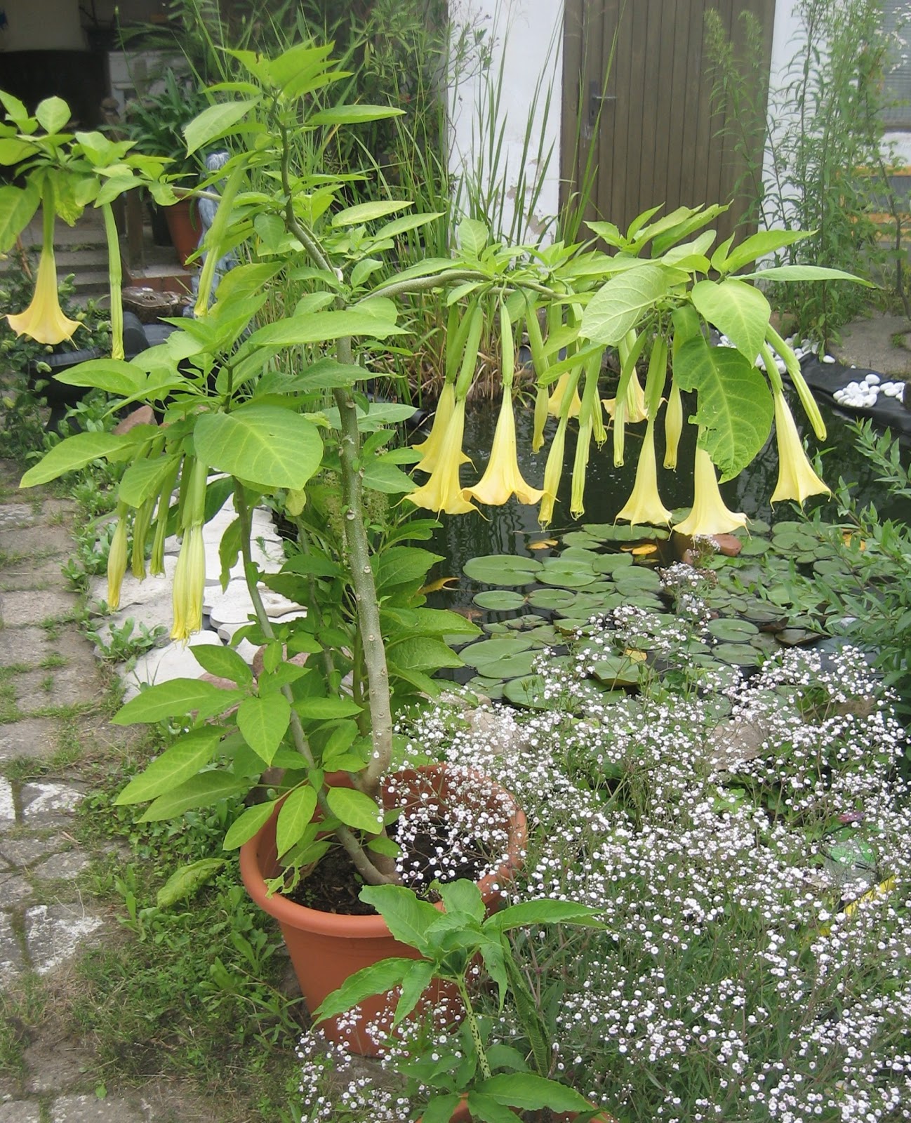 altes-und-neues-von-bernd-nowack-dessau-engelstrompeten-bl-te