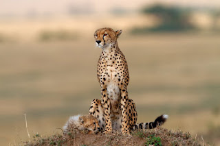 wild-animal wild-animal