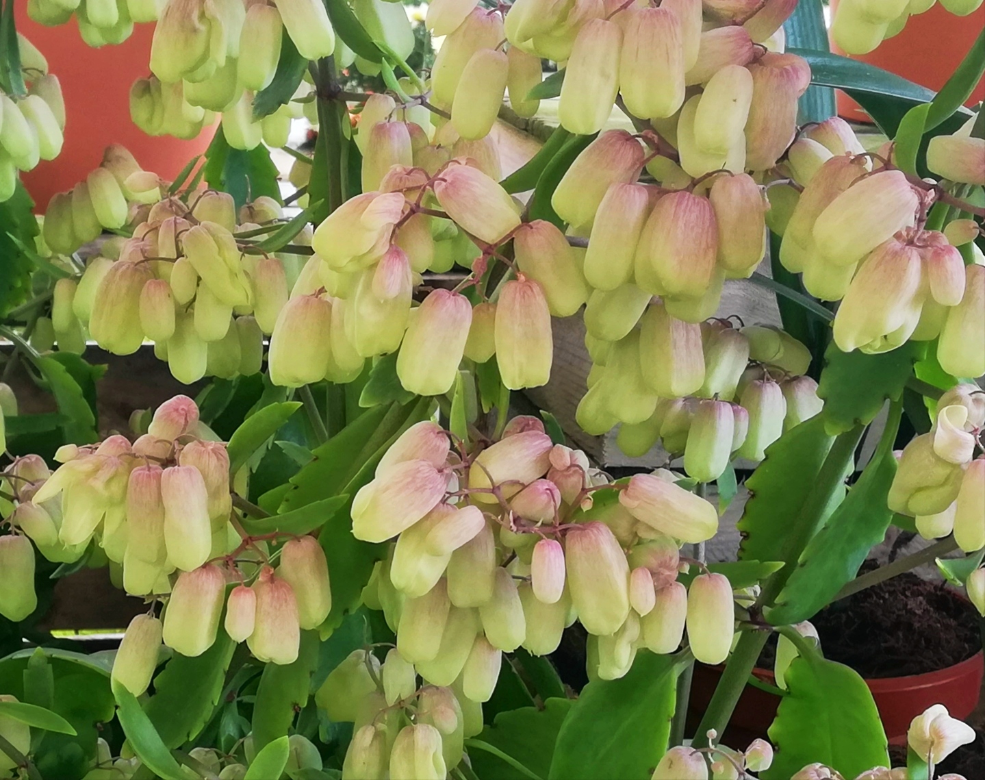 Plantas y flores Kalanchoe 'Magic Bell'