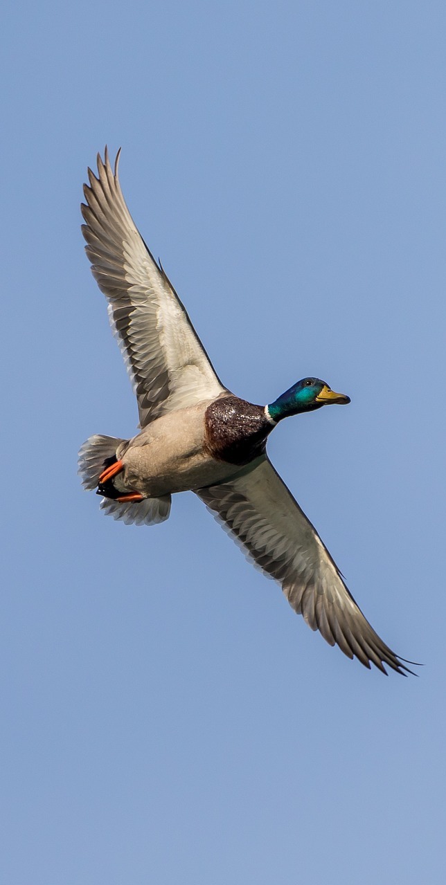 Picture of a mallard duck in flight.