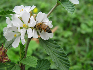 SIN ABEJAS...