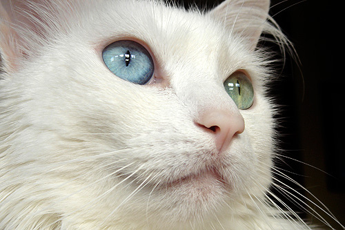 Blue-Green Eyed Cat | Animals Library