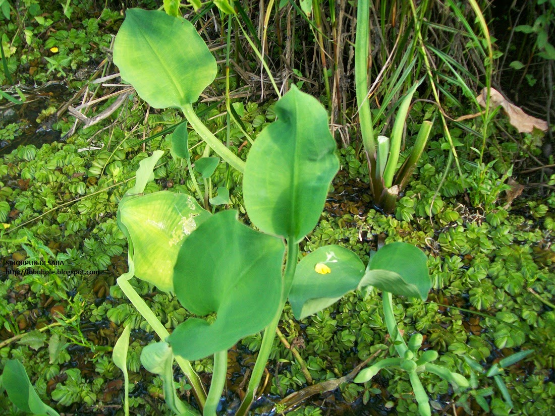 Pengetahuan Lebih luas