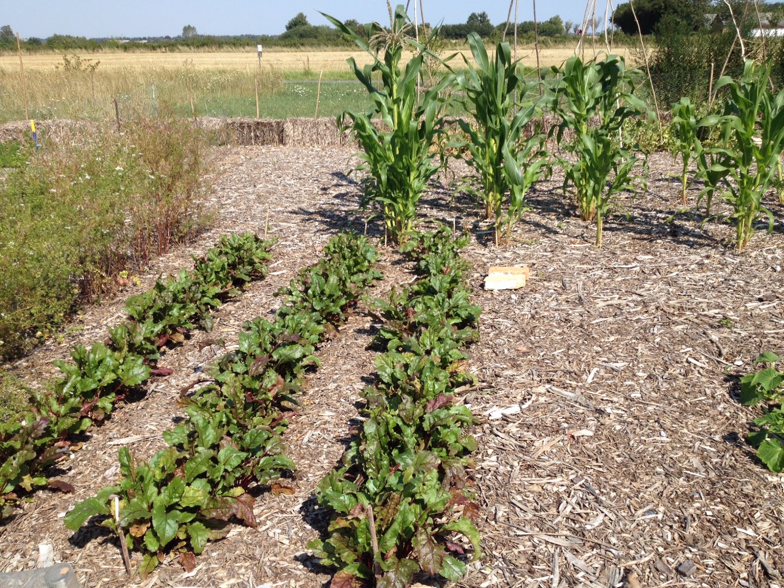 Chop Wood Carry Water Plant Seeds: Wood Chip Garden in full growth