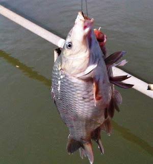 umpan-ikan-mas-harian-air-hijau,umpan-ikan-mas-terbaru,umpan-ikan-mas-harian,umpan-ikan-mas-terbaik,umpan-jitu-ikan-mas,umpan-ikan-mas-super,umpan-ikan-mas-galatama, umpan-ikan-mas-harian-air-hijau,umpan-ikan-mas-terbaru,umpan-ikan-mas-harian,umpan-ikan-mas-terbaik,umpan-jitu-ikan-mas,umpan-ikan-mas-super,umpan-ikan-mas-galatama,
