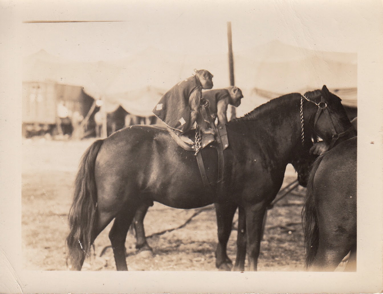 Dull Tool Dim Bulb Trained or Chained Pair of Horse Riding Monkeys