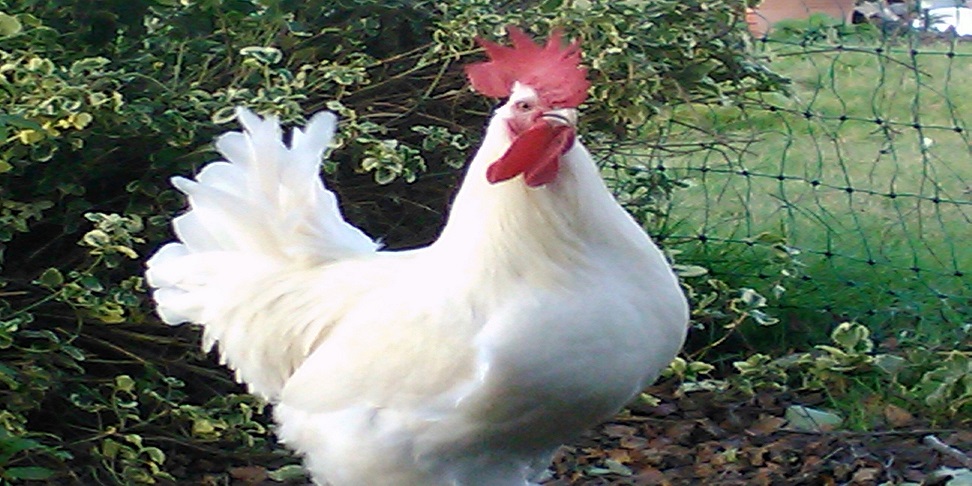 Hühnerhof Juesven - glückliche, grosse Hühner - Hühnerhaltung-mit-Herz