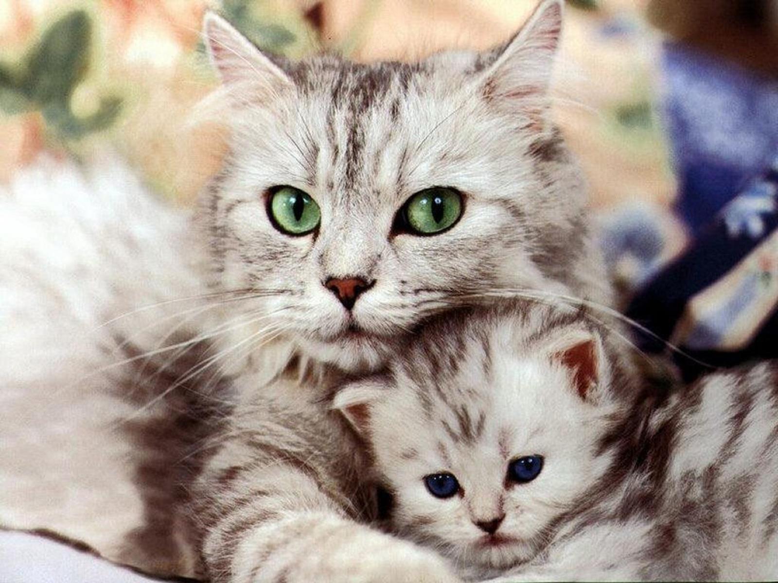 Chat gratuits Chat gratuits