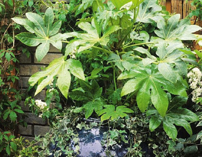 Shrubs in Tubs Shrubs in Tubs