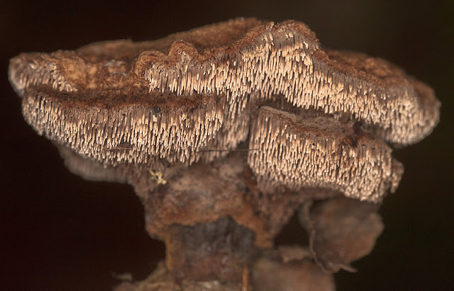 Sarcodon or Hydnellum species. Ashdown Forest, 15 October 2017 Sarcodon or Hydnellum species. Ashdown Forest, 15 October 2017