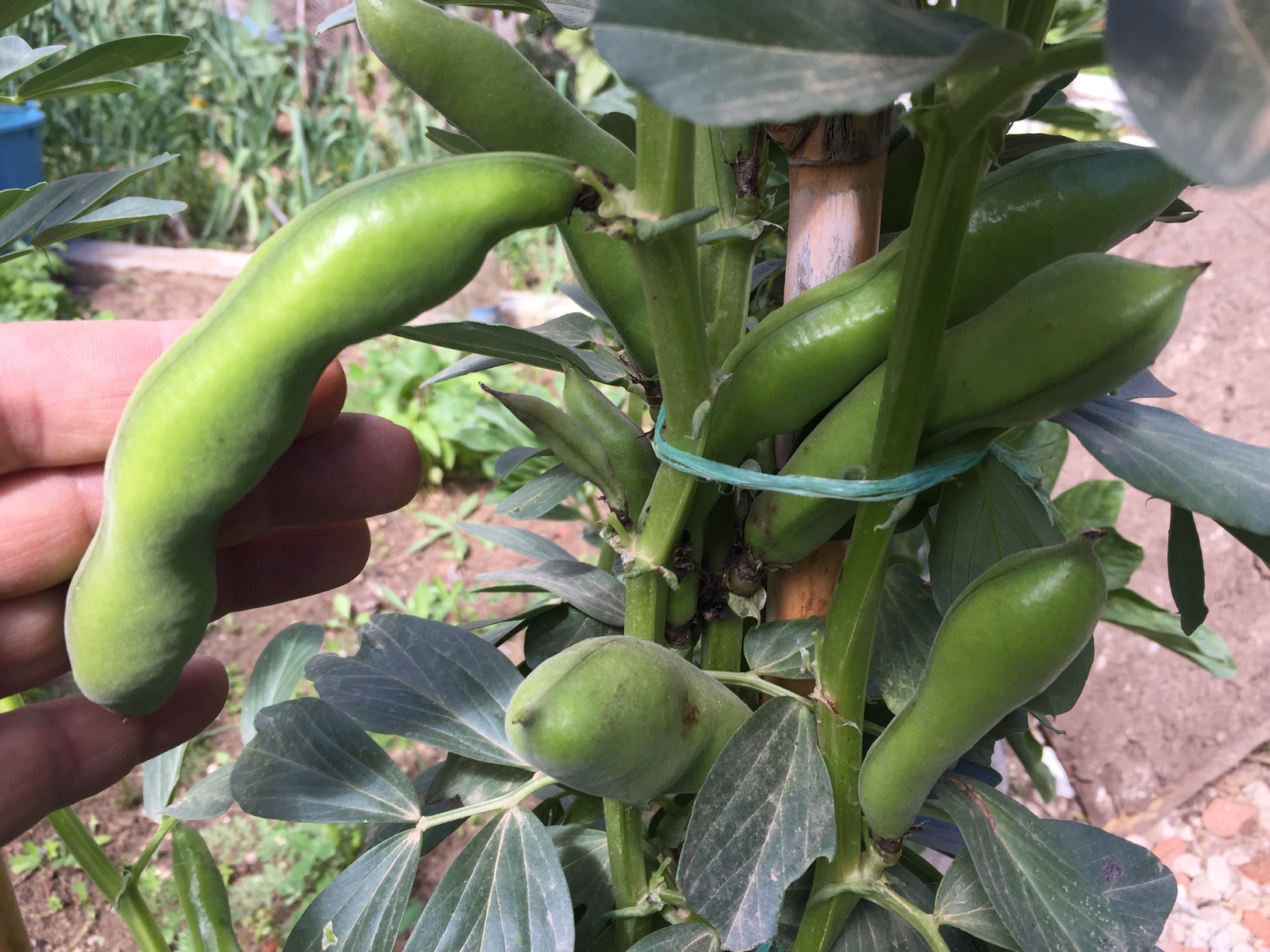 How To Grow Broad Beans