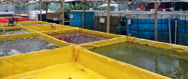 cara budidaya udang vaname supra intensif,secara intensif,di kolam terpal,artikel,secara tradisional,dengan plastik mulsa,pdf,makalah, cara budidaya udang vaname supra intensif,secara intensif,di kolam terpal,artikel,secara tradisional,dengan plastik mulsa,pdf,makalah,