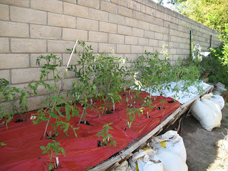 Gardens At Home: The Tomatoe Garden