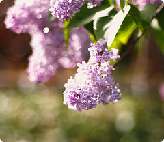 'Lilac in the sun' by**Aina** on Flickr