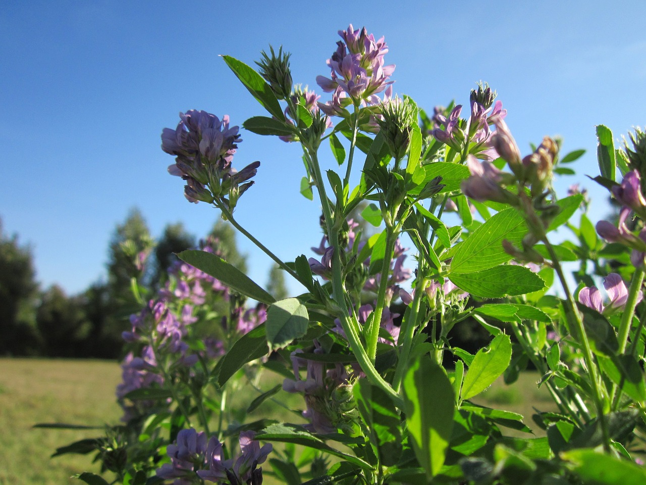 Beneficios de la alfalfa para la salud Temas de Interés
