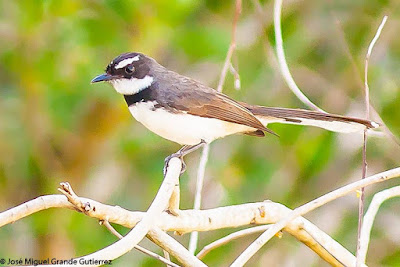 Rhipidura javanica - Malaysian Pied Fantail