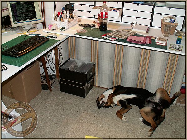 Appenzeller Sennenhund Bo