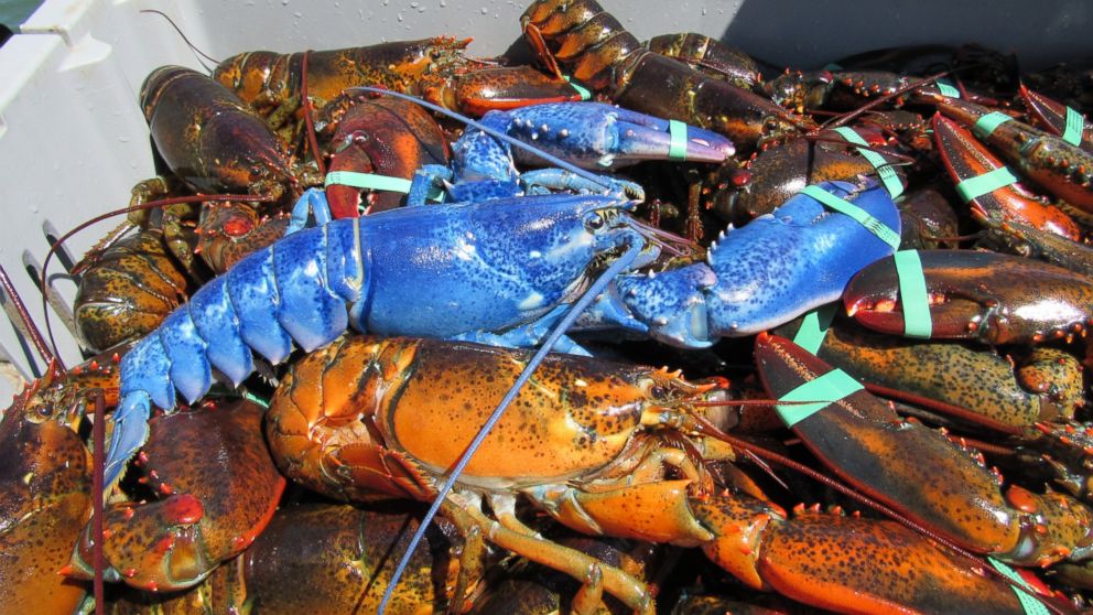 Lobster Supplier Malaysia Supplier Fresh Water Lobster, Wholesale
