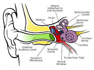 The complex structure of the ear