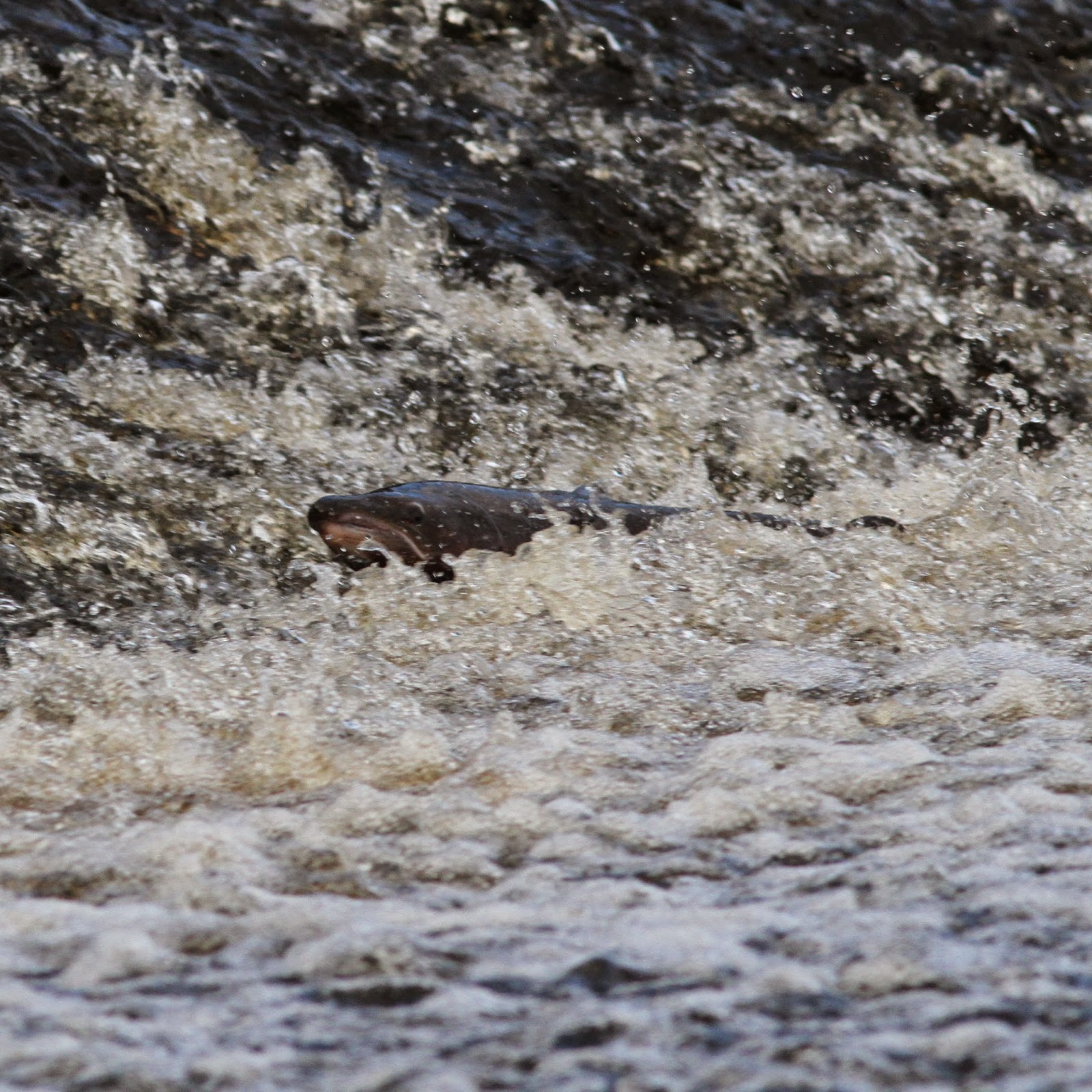 TrogTrogBlog Salmon leaping at Hexham weir