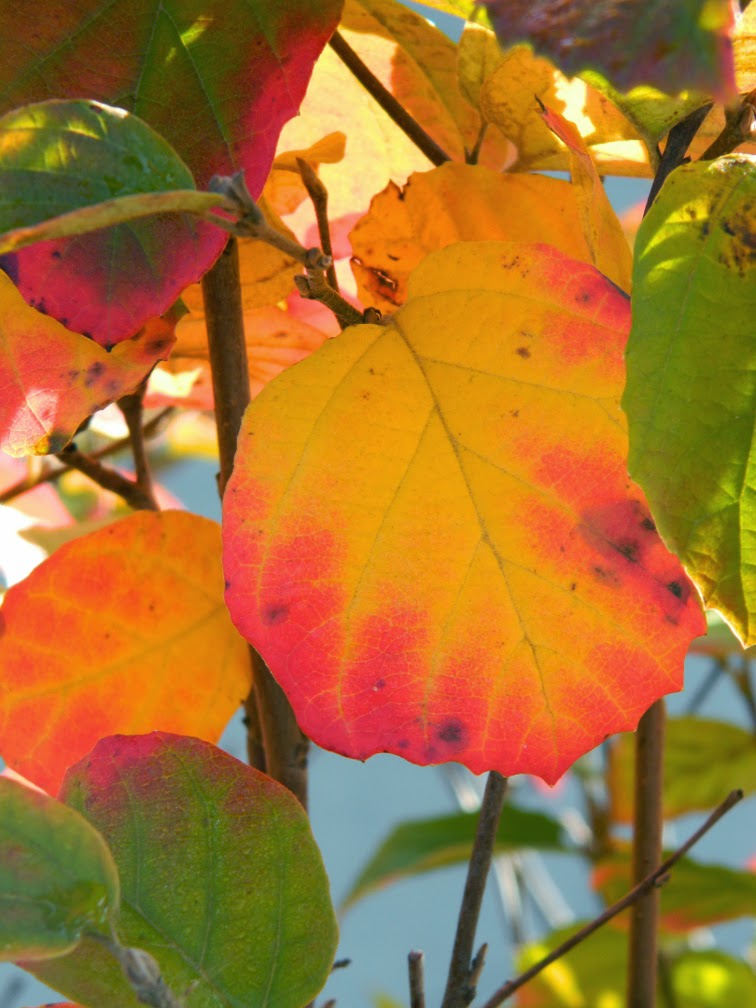 Rotary Botanical Gardens Hort Blog Witch Alders Fothergilla