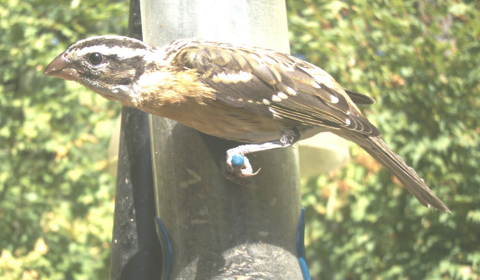 Shoreline Area News For the birds Blackheaded Grosbeaks