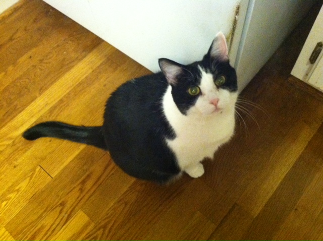 Year Old Cat Does It Need A Cat Companion Year Old Cat Does It Need A Cat Companion