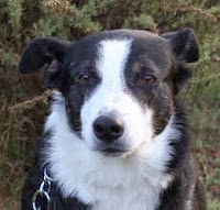  Herding Dogs