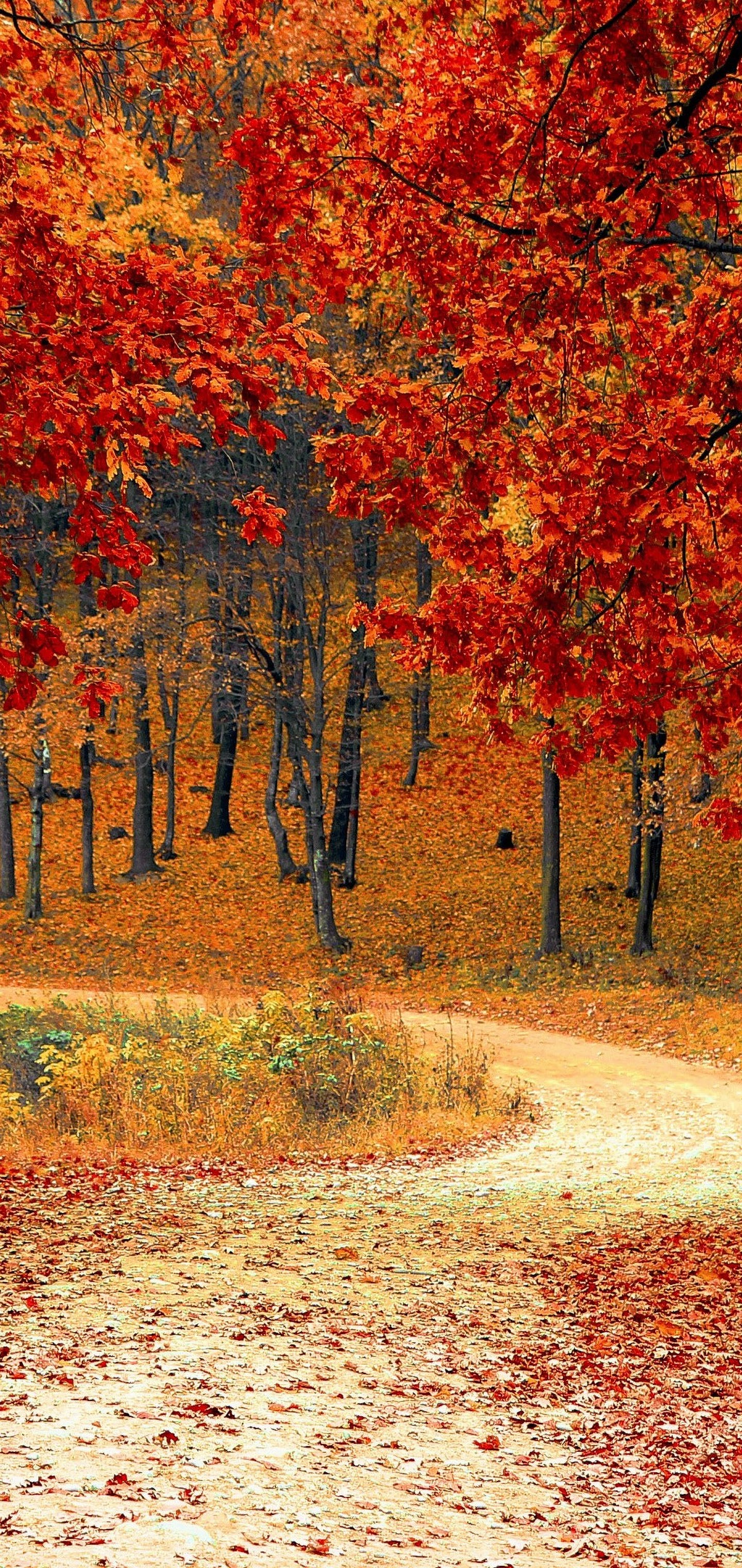 Featured image of post Autumn Forest Wallpaper Phone