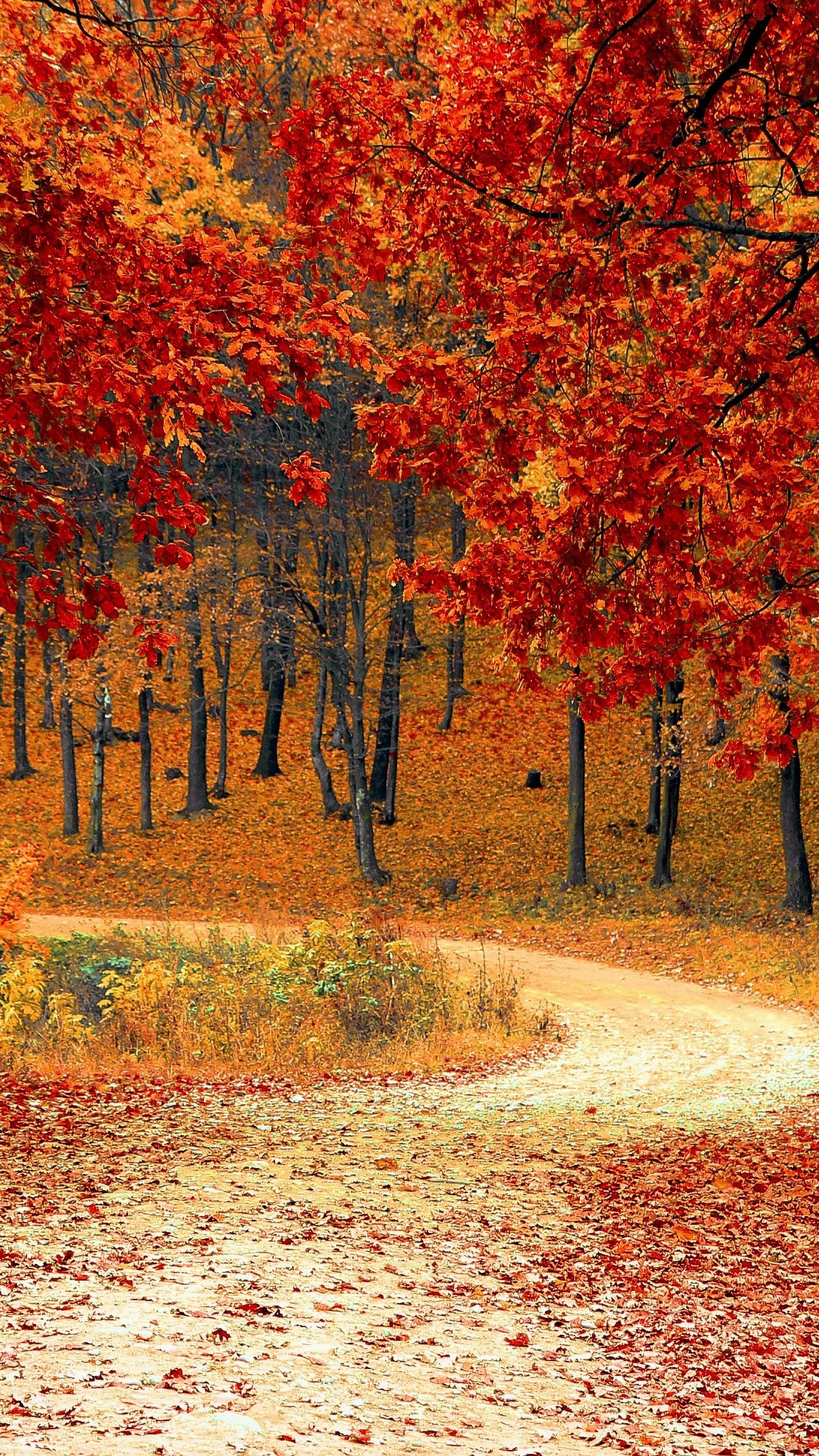 Featured image of post Autumn Desktop Wallpaper Hd 3D Full Screen Nature / 1920x1080 3d wallpapers hd nature: