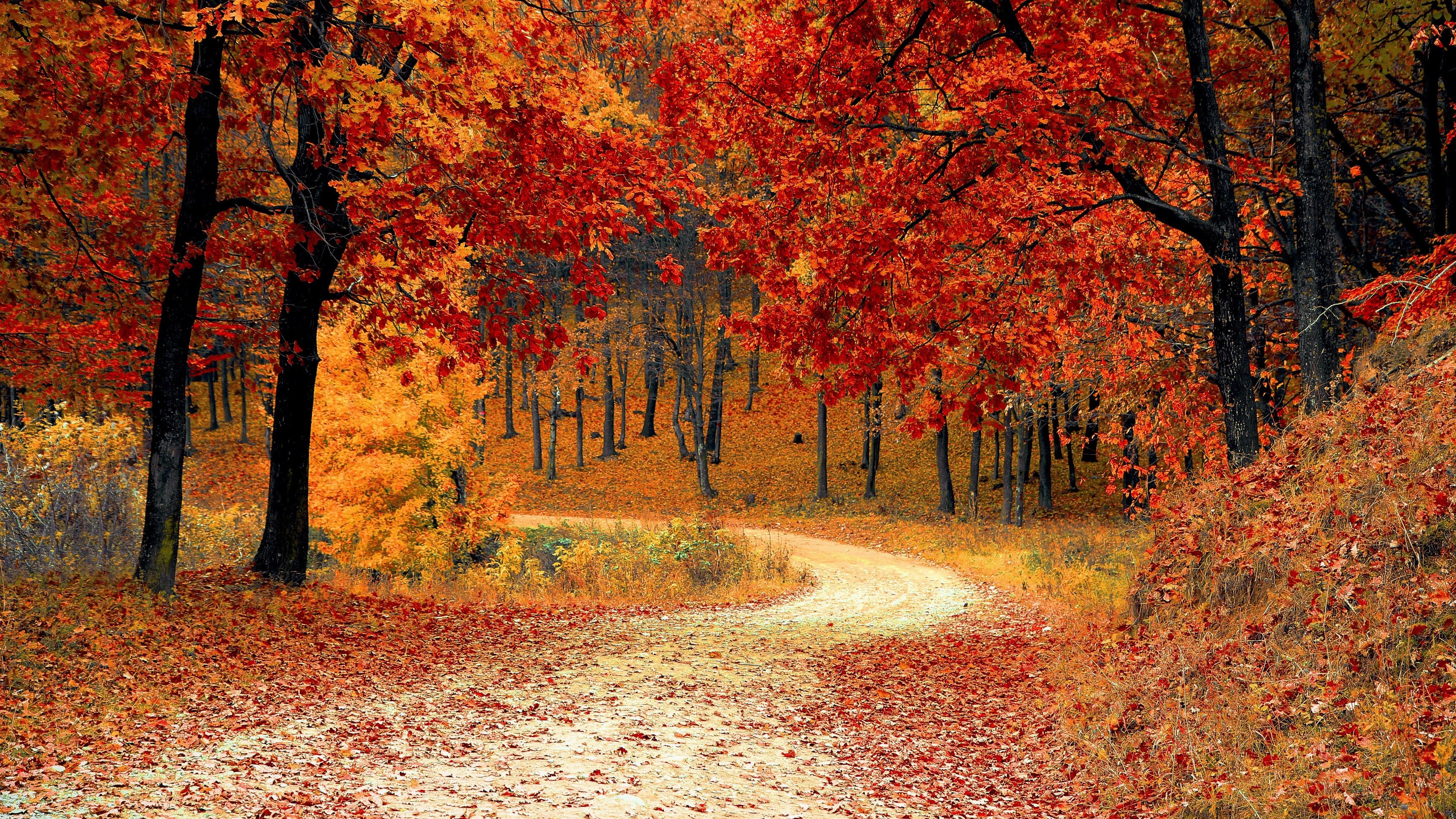 Autumn Trees Forest 4k Wallpaper 22