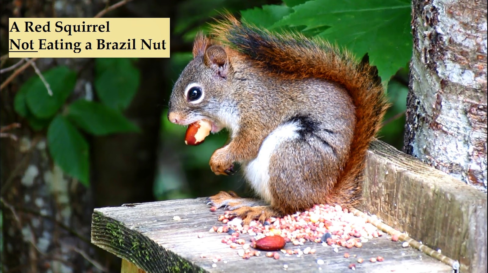 Backyard Birding....and Nature Red Squirrel Not Eating a Brazil Nut