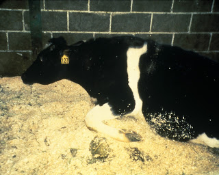 krowa chora na bse