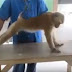 WATCH: बंदर का पूश-अप्स वीडियो देखकर आप भी रह जाएंगे हैरान