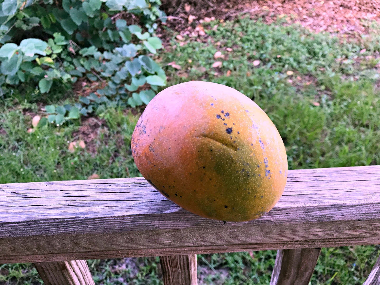 Pine Island, Florida Labor Day at Bokeelia Fishing Pier