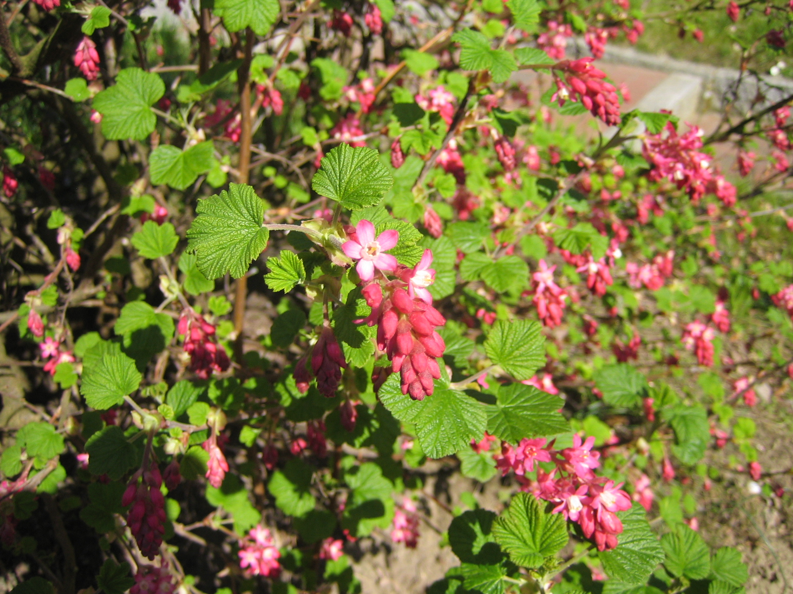 HufreheBlog Die BlutJohannisbeere