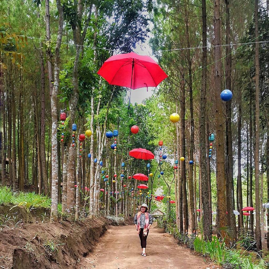 Wisata Alam Hutan Pinus di Sumber Putih Wajak