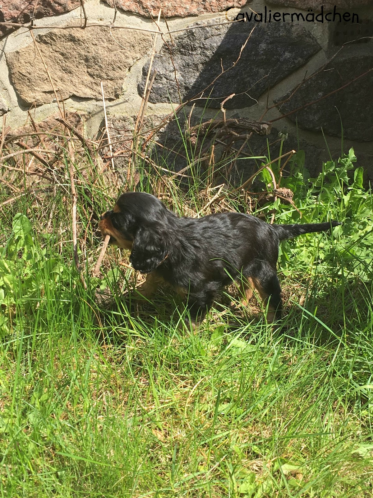 wie oft muss ein erwachsener hund pipi