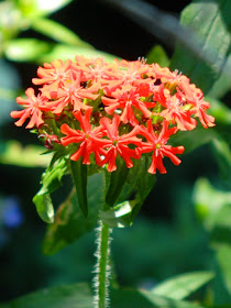 Maltese Cross Lychnis chalcedonica by garden muses-not another Toronto gardening blog