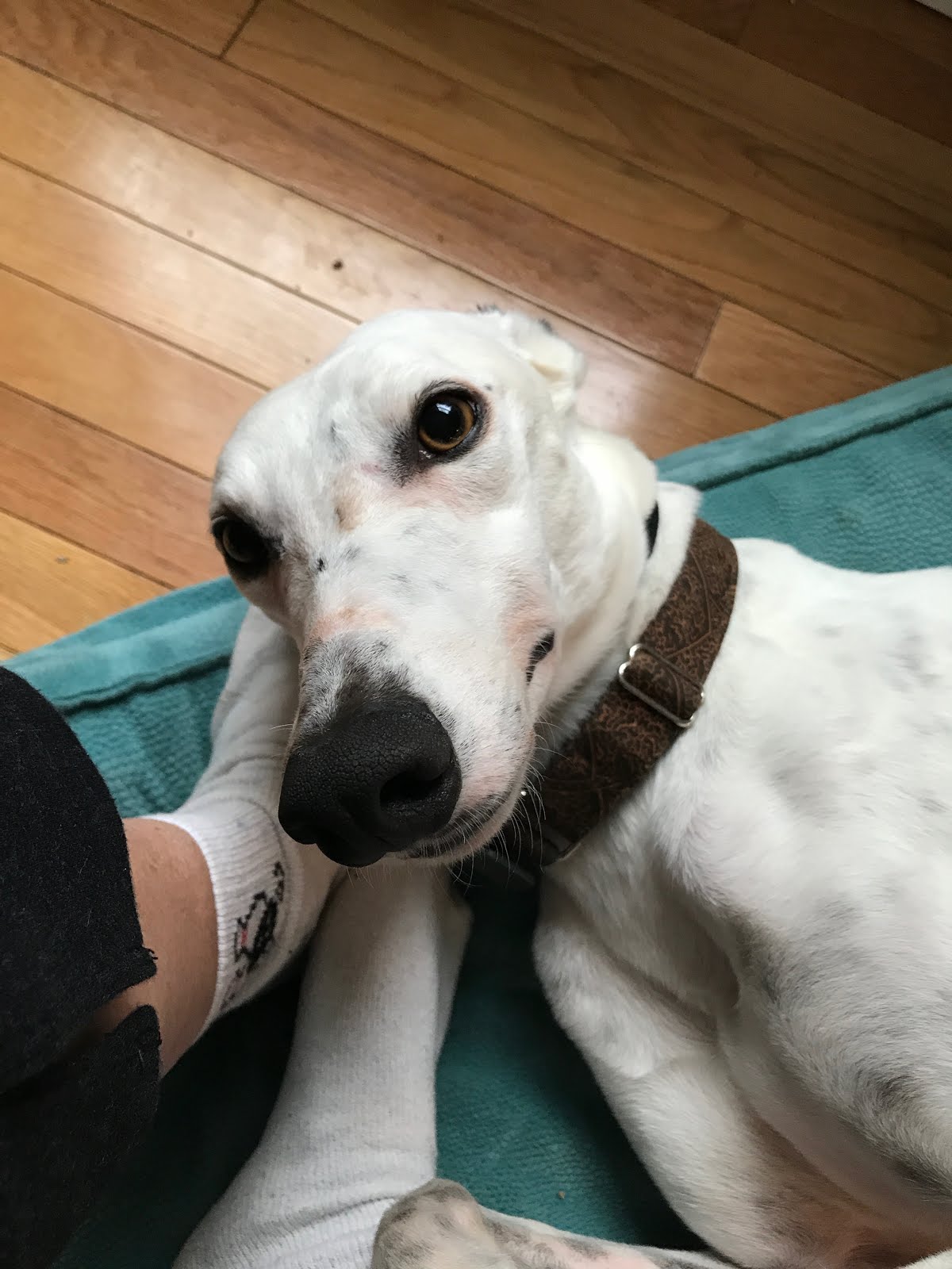Greyt Expectations Greyhound Rescue Kenya 2/20 Snuggle Bug