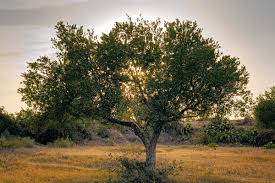 فوائد شجرة الزيتون المباركة ريتاج