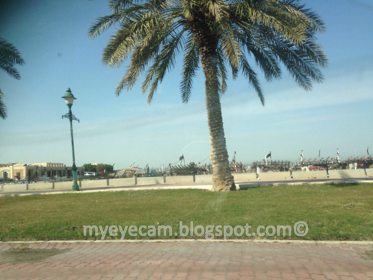 My Eye Cam ! popular trees of Kuwait