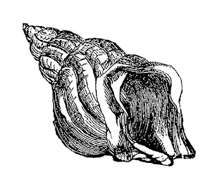 shell illustration download sea life shell image illustration digital