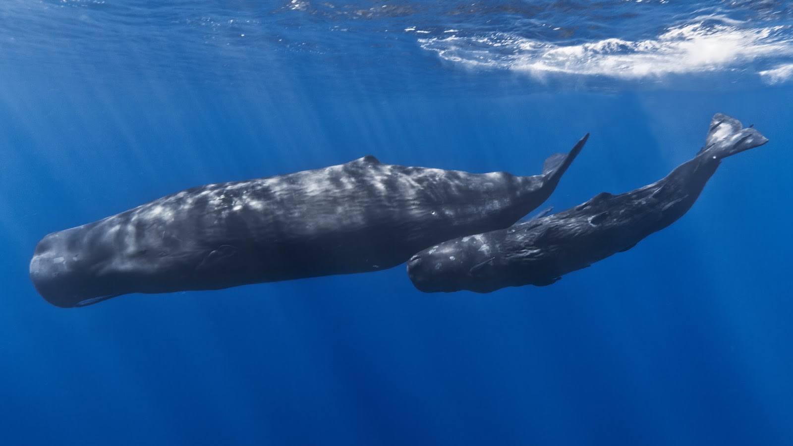 Mammals Animals: Mother and baby sperm whale