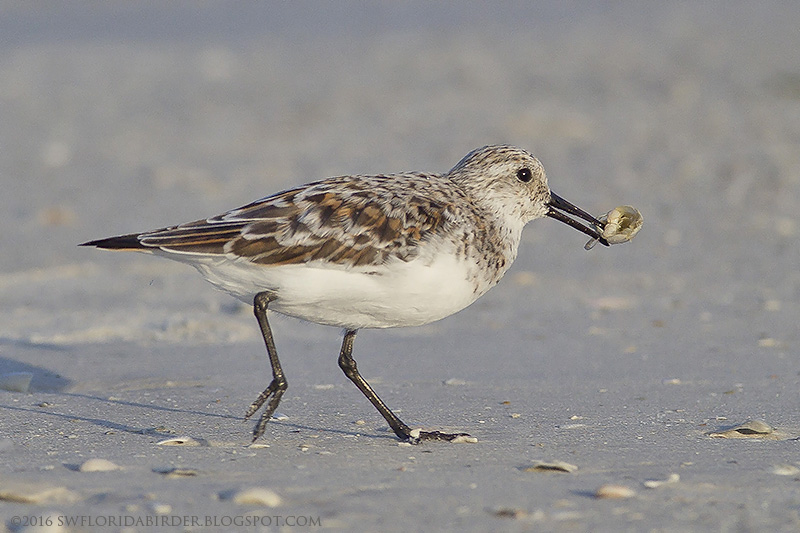 Little Estero Lagoon Spring Nesting Focusing on Wildlife