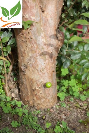 Thú nuôi, cây cảnh: Nho thân gỗ - Cây phong thủy cho sự sung túc và đủ đầy. Nho-than-go-khien-dan-Ha-thanh-phat-sot-co-gi-dac-biet-lan-14-1511286294-width299height448